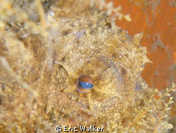 The eye of the Octopus by Eric Walker 